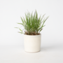 Voir la diapositive 5 : PLANT IN A BOX Herbe aux doigts - Panicum Virgatum 'Squaw' - Hauteur 40-60cm - ⌀23cm