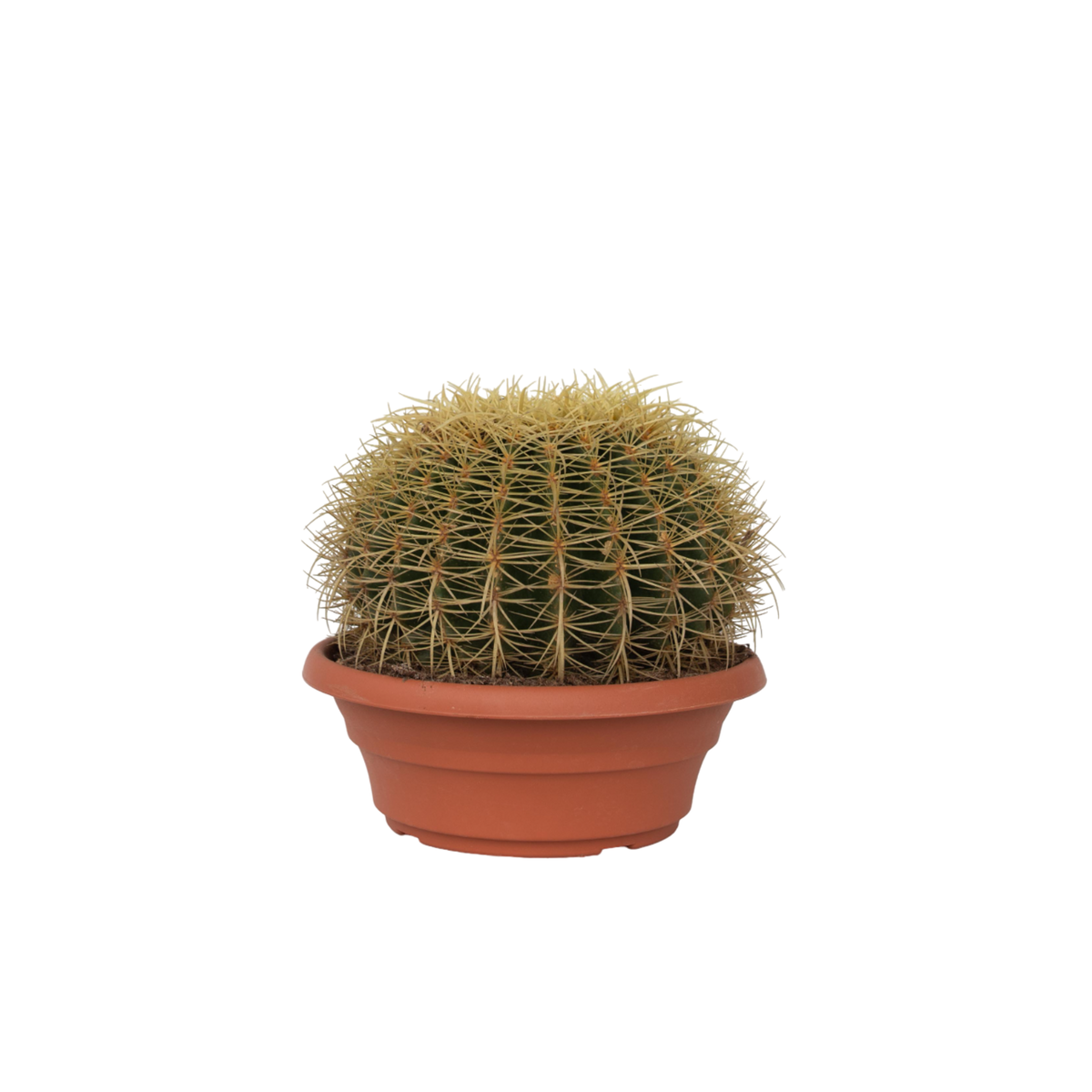 PLANT IN A BOX Cactus de Noël - Echinocactus grusonii - Hauteur 25-35cm - ⌀25cm