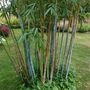 Voir la diapositive 4 : PLANT IN A BOX Bambou non-traçant - Set de 18 - Fargesia 'Blue Dragon - Hauteur 30-40cm - ⌀13cm