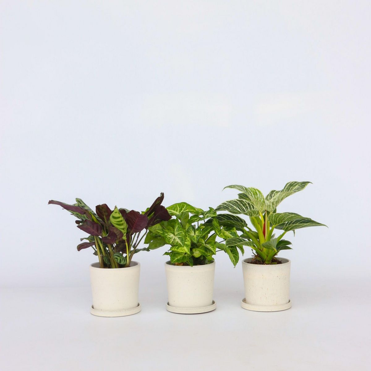 PLANT IN A BOX Mélange de plantes d'intérieur - Set de 3 - Hauteur 25-40cm - ⌀12cm