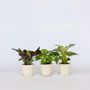 Voir la diapositive 6 : PLANT IN A BOX Mélange de plantes d'intérieur - Set de 3 - Hauteur 25-40cm - ⌀12cm