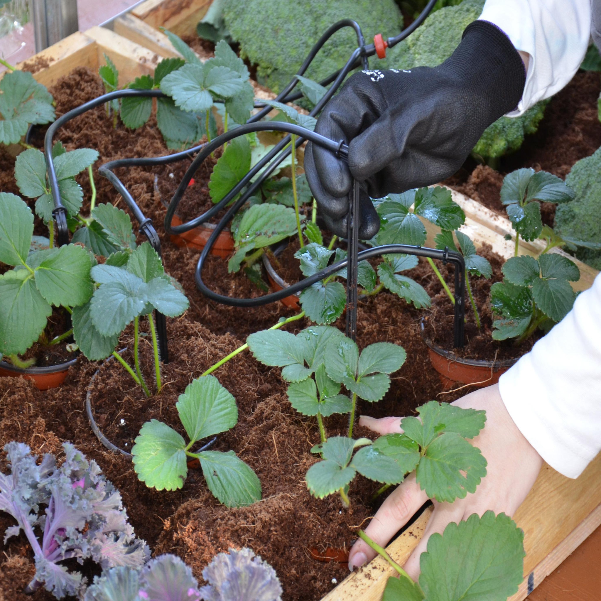 Voir la diapositive 3 : CANOPIA Kit d'irrigation goutte à goutte Canopia