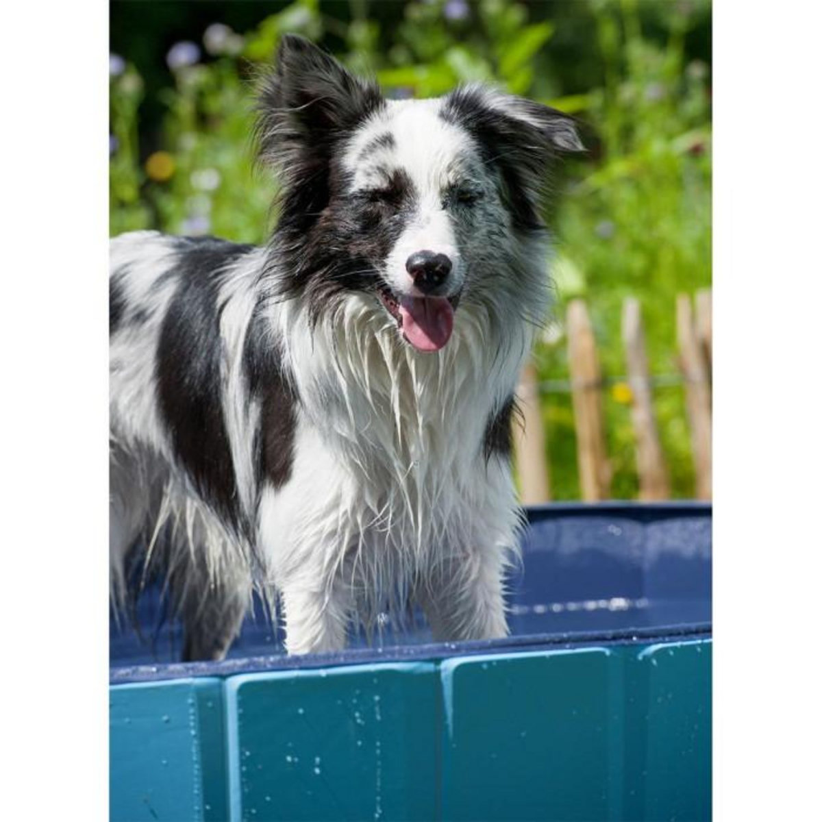 Paris Prix Piscine pour Chien  Robinet  120cm Bleu