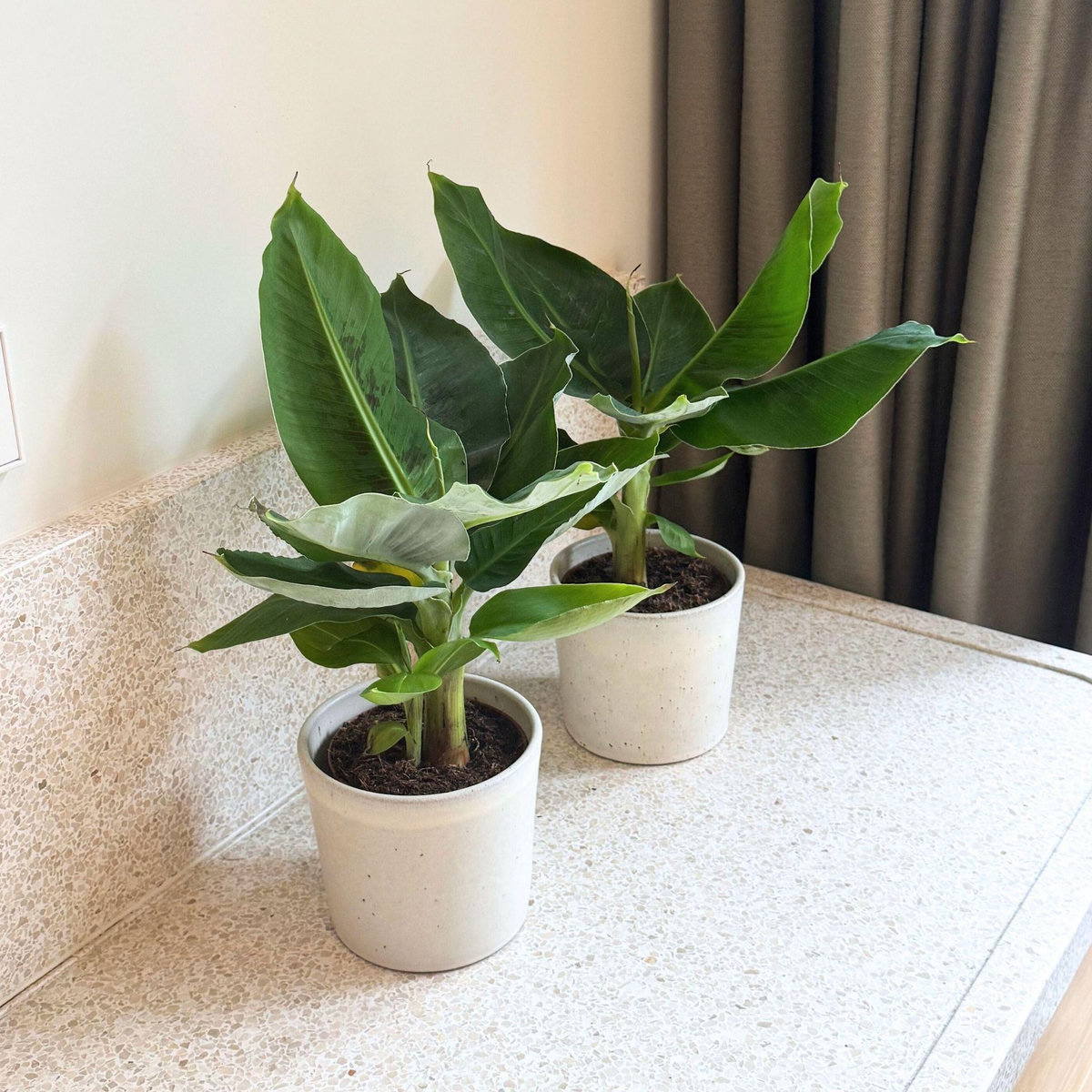 PLANT IN A BOX Bananaier nain - Set de 2 - Musa 'Oriental Dwarf' - Hauteur 25-40cm - ⌀12cm