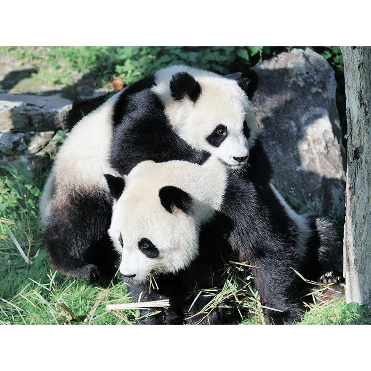 Smartbox Billets pour le ZooParc de Beauval 2025 : 2 entrées adulte pour 1 journée - Coffret Cadeau Multi-thèmes