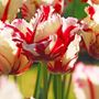 Voir la diapositive 3 : PLANT IN A BOX Tulipe - Set de 21 - Tulipa 'Estella Rijnveld' - Bulbes à fleurs - Rouge