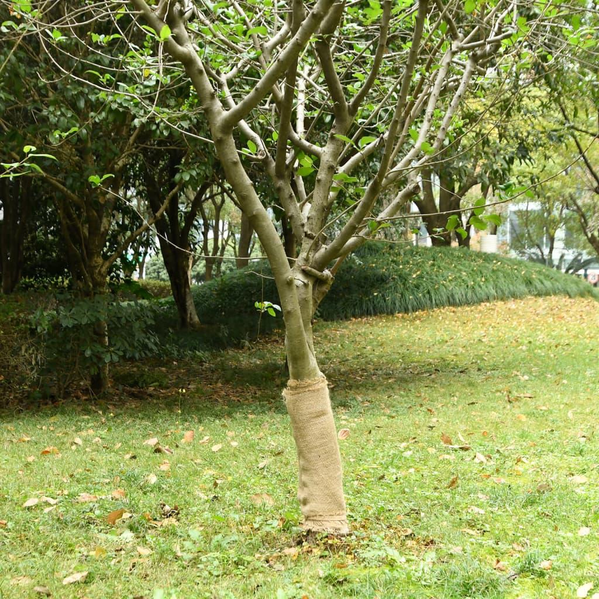 VIDAXL Rouleau de jute 0,5x50 m 100 % jute 200 g/m²