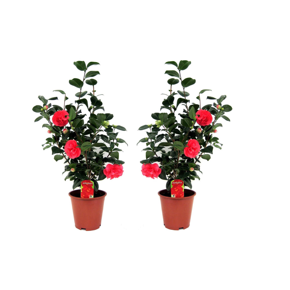 PLANT IN A BOX Camélia - Set de 2 - Camellia japonica 'Lady Campbell' - Hauteur 60-70cm - ⌀19cm