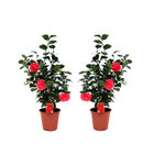 PLANT IN A BOX Camélia - Set de 2 - Camellia japonica 'Lady Campbell' - Hauteur 60-70cm - ⌀19cm