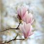 Voir la diapositive 3 : PLANT IN A BOX Arbre à tulipes - Set de 3 - Magnolia 'Soulangea' - Hauteur 25-40cm - ⌀9cm