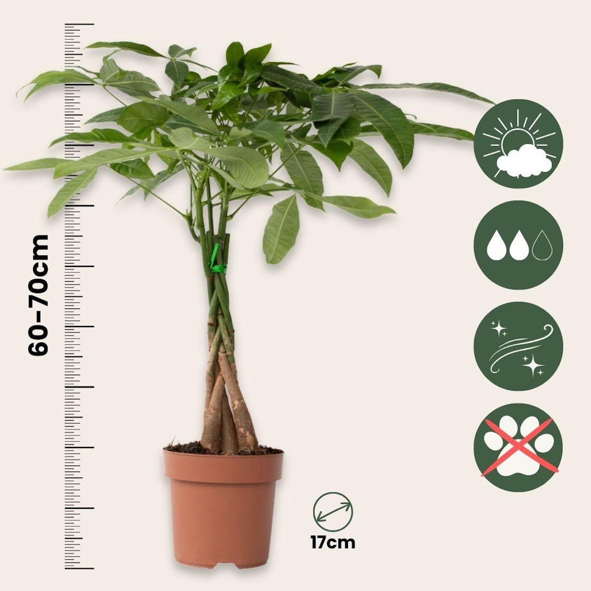 PLANT IN A BOX Arbre à argent - Pachira aquatica - Hauteur 60-70cm - ⌀17cm