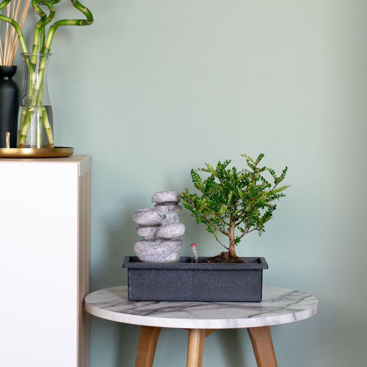 PLANT IN A BOX Bonsaï - Set de 2 - Bonsai - Hauteur 25-35cm - ⌀29cm