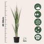 Voir la diapositive 2 : PLANT IN A BOX Panic érigé - Set de 2 - Panicum virgatum 'Northwind' - Hauteur 40-60cm - ⌀23cm