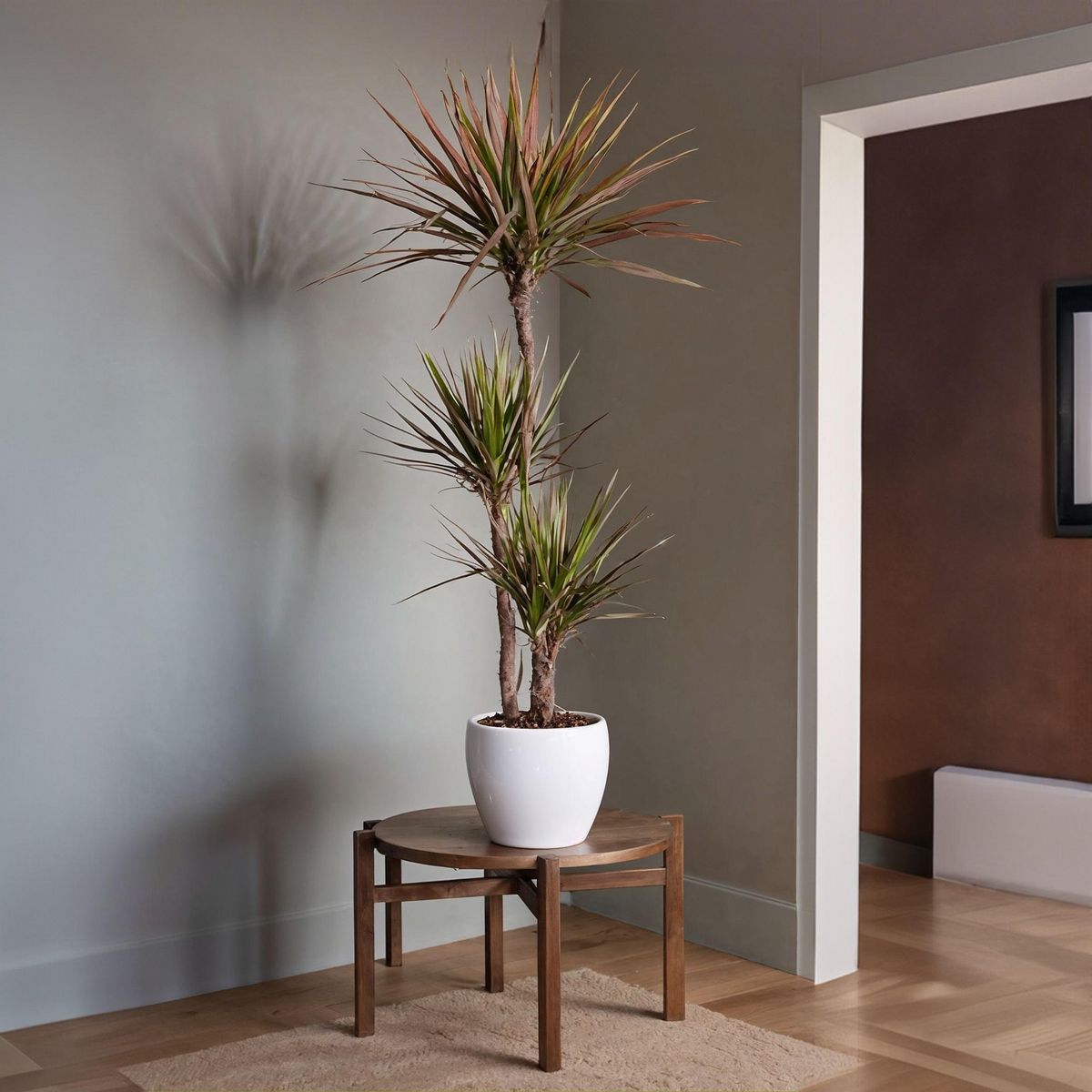 PLANT IN A BOX Dragonnier - Dracaena marginata 'Magenta' - Hauteur 110-130cm - ⌀24cm