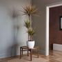 Voir la diapositive 4 : PLANT IN A BOX Dragonnier - Dracaena marginata 'Magenta' - Hauteur 110-130cm - ⌀24cm
