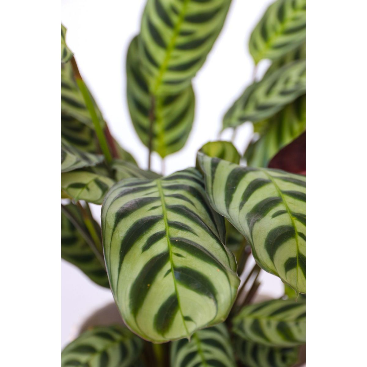 PLANT IN A BOX Plante Dormeuse - Ctenanthe 'burle-marxii' - Hauteur 25-40cm - ⌀12cm