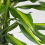Voir la diapositive 3 : PLANT IN A BOX Dragonnier - Dracaena fragrans 'Cintho' - Hauteur 140-150cm - ⌀24cm