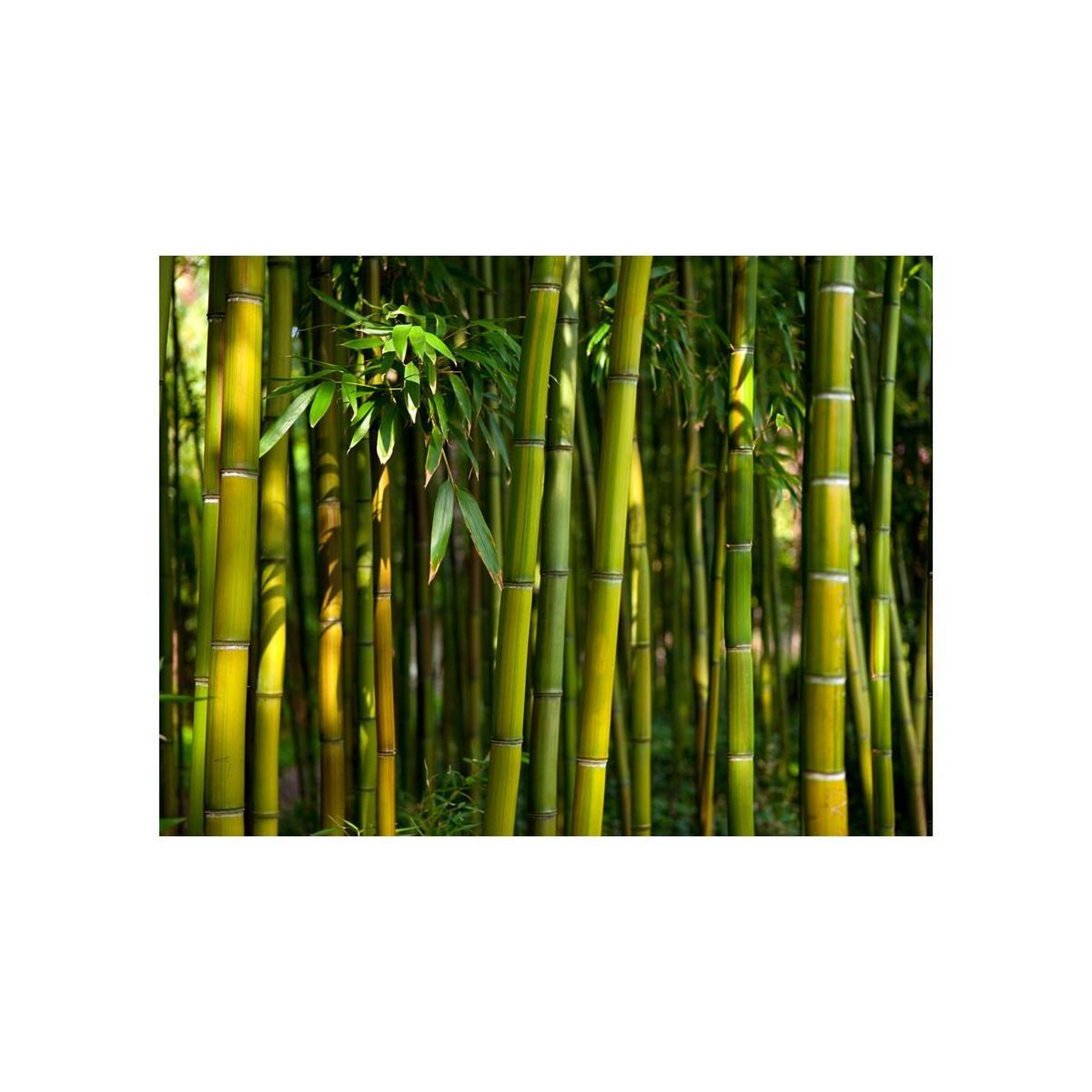 Voir la diapositive 2 : Paris Prix Papier Peint  Forêt de Bambous Asiatique