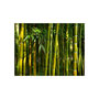 Voir la diapositive 2 : Paris Prix Papier Peint  Forêt de Bambous Asiatique