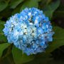 Voir la diapositive 3 : PLANT IN A BOX Hortensia - Set de 6 - Hydrangea macrophylla 'Early Blue' - H25-40cm - ⌀9cm