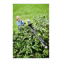 Voir la diapositive 3 : Ryobi Taille-haies RYOBI 36V Max Power - 50cm - Sans batterie ni chargeur - RY36PHT50A-0