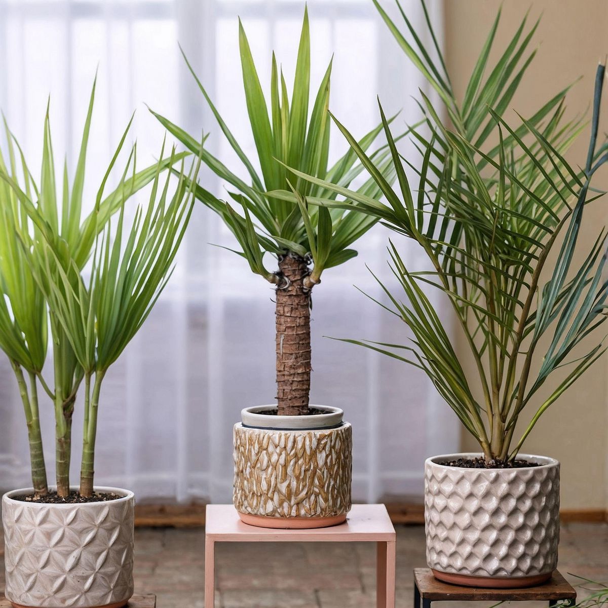 PLANT IN A BOX Mélange de Palmiers d'intérieur - Set de 6 - Pokon - Hauteur 50-70cm - ⌀14cm