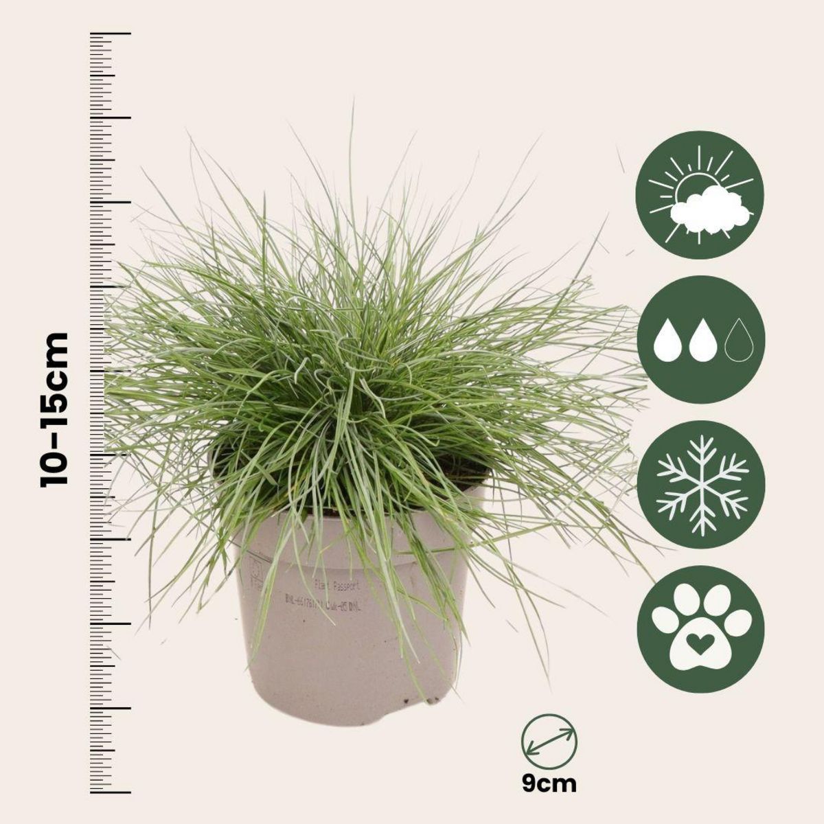 PLANT IN A BOX Fétuque - Set de 18 - Festuca glauca 'Elijah Blue' - Hauteur 10-15cm - ⌀9cm