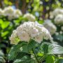 Voir la diapositive 3 : PLANT IN A BOX Hortensia - Set de 3 - Hydrangea macrophylla teller 'Benxi' - H25-40cm - ⌀9cm