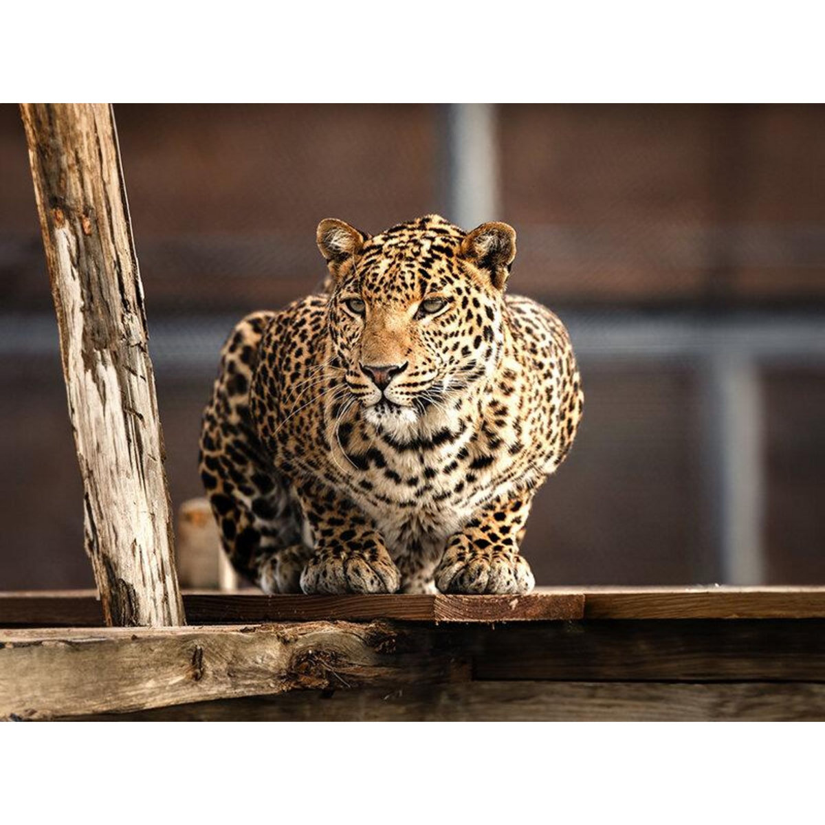 Smartbox Tanière Zoo Refuge : immersion avec les carnivores ou les éléphants pour 1 personne - Coffret Cadeau Multi-thèmes