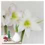 Voir la diapositive 5 : PLANT IN A BOX Amaryllis - Hippeastrum 'Pays des Merveilles Père Noël'