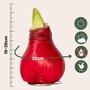 Voir la diapositive 2 : PLANT IN A BOX Amaryllis - Hippeastrum 'Wax Red' - Bulbe de fleur - Rouge