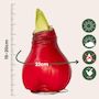 Voir la diapositive 2 : PLANT IN A BOX Amaryllis - Hippeastrum 'Wax Red' - Bulbe de fleur - Rouge