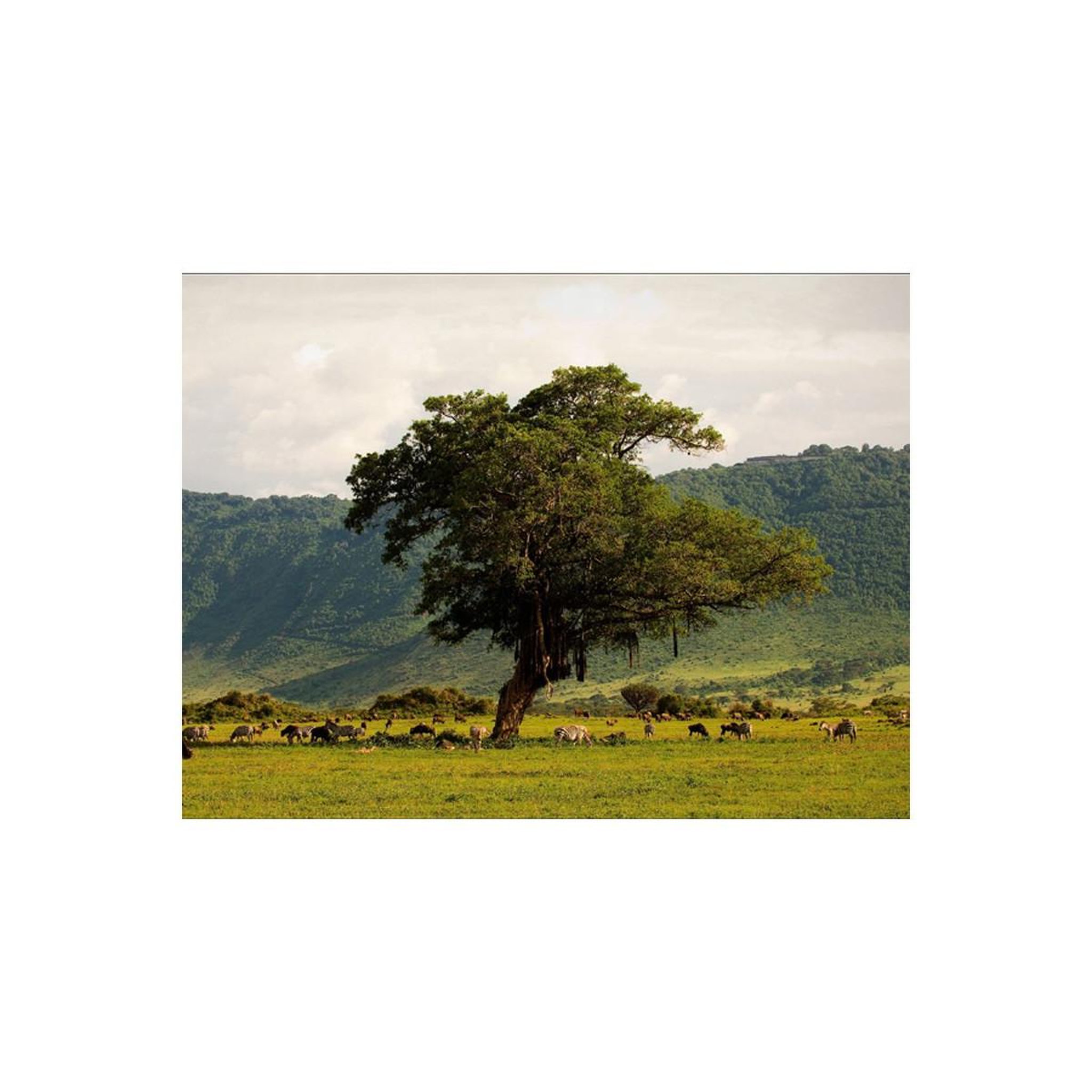 Voir la diapositive 2 : Paris Prix Papier Peint  In a Crater of Ngoro Ngoro