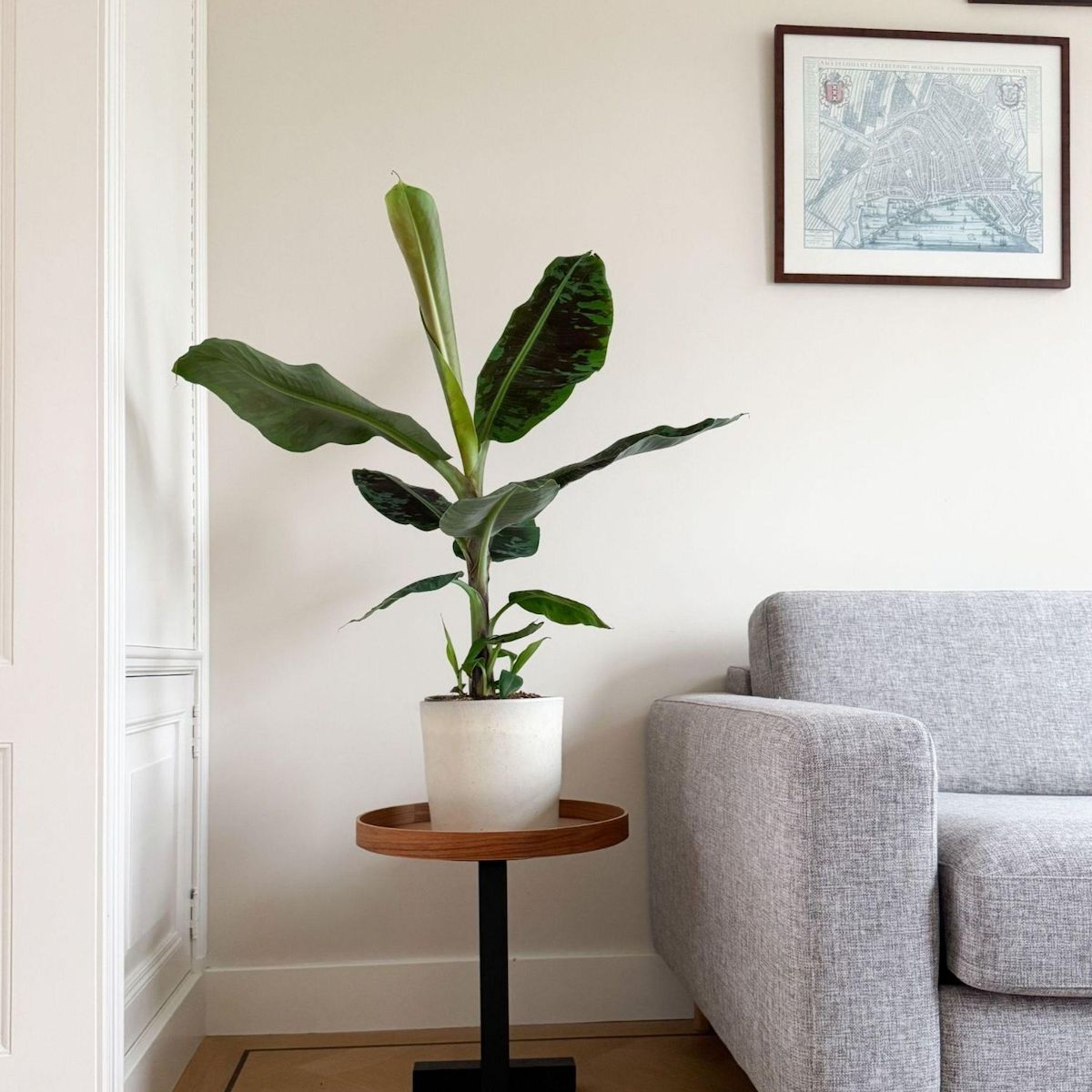 PLANT IN A BOX Bananaier nain - Musa 'Dwarf Cavendish' - Hauteur 90-100cm - ⌀21cm