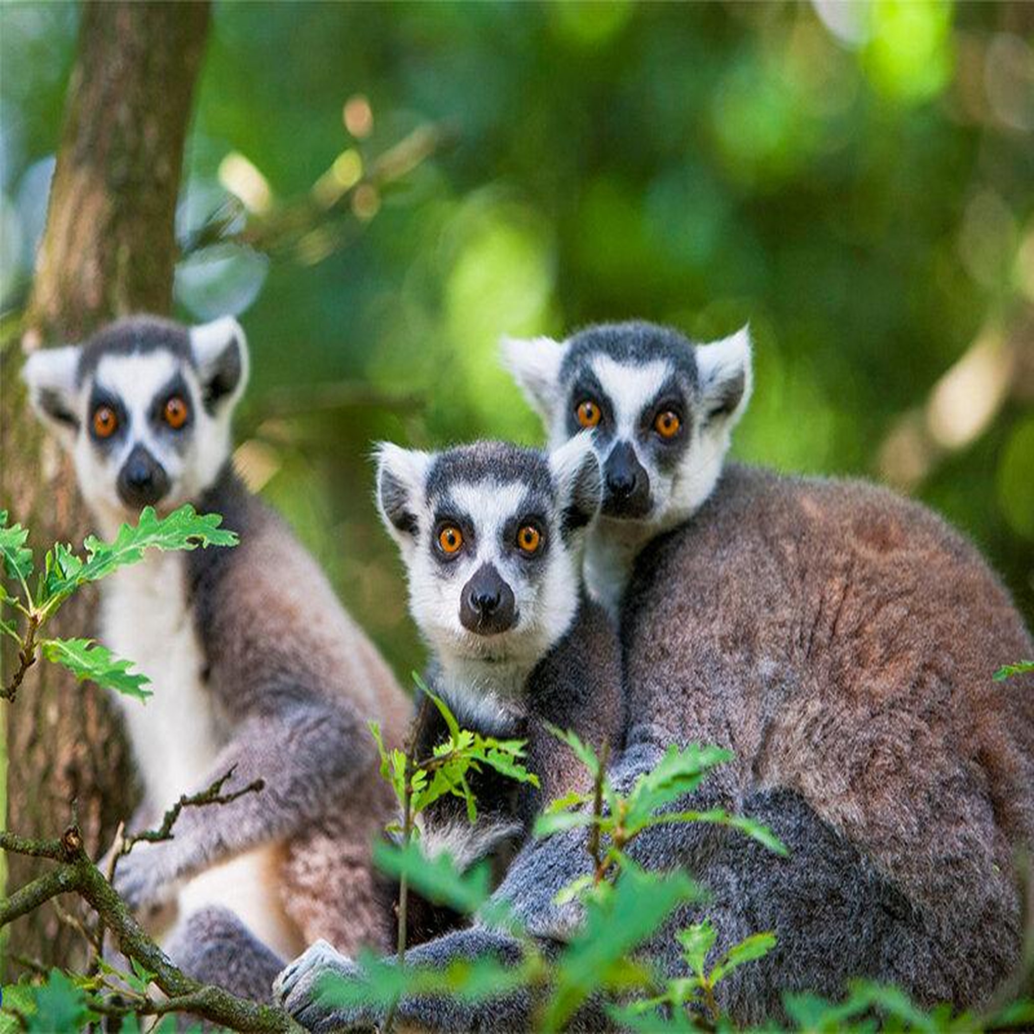 Voir la diapositive 2 : Smartbox Journée d'exploration en famille : 4 entrées pour le safari de peaugres près de saint-étienne - coffret cadeau sport & aventure