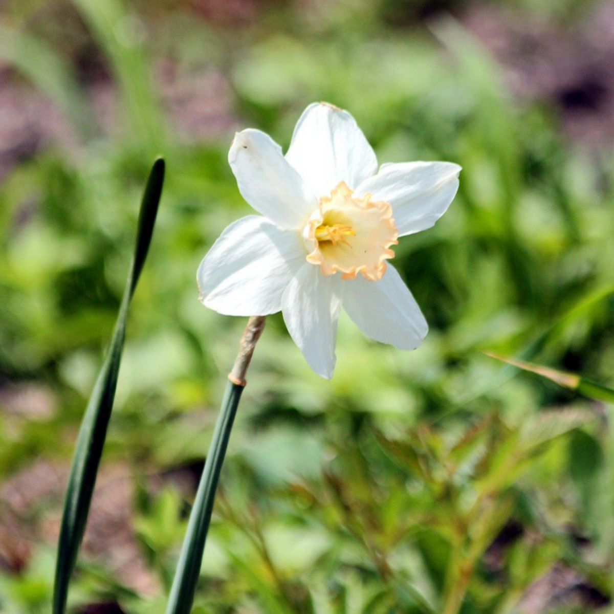 PLANT IN A BOX Coffret Jardin Humide - 30 bulbes pour endroits humides et pluvieux