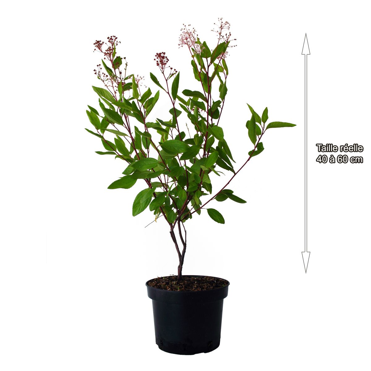 Céanothe à fleurs roses