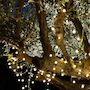 Voir la diapositive 2 : Lumisky Guirlande Solaire BILLY   6.9M