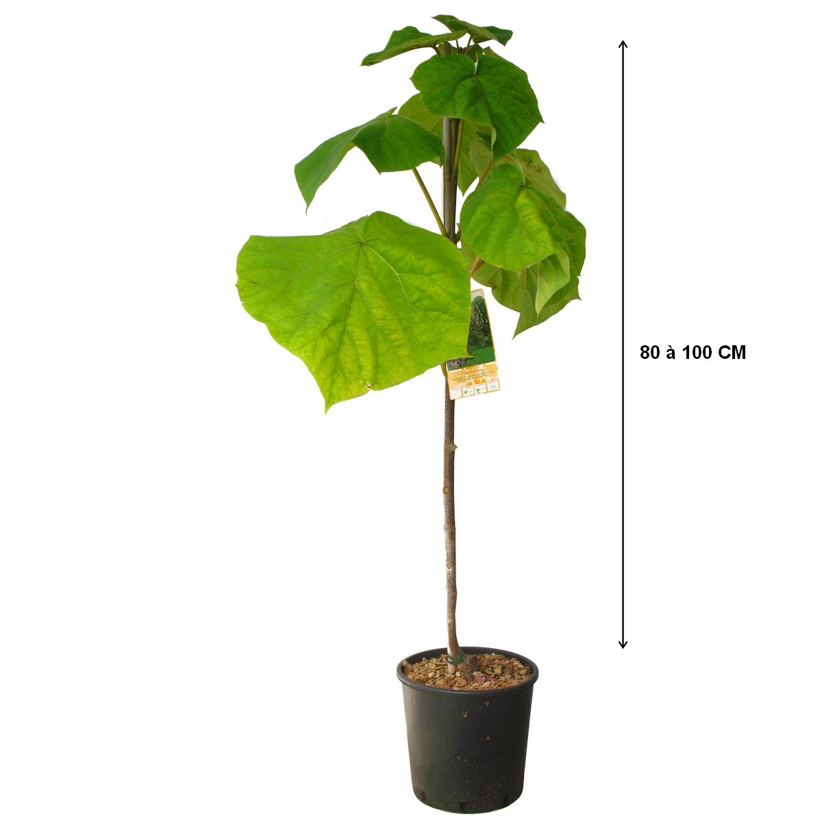 Arbre impérial