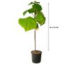 Voir la diapositive 1 : Arbre impérial