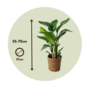 Voir la diapositive 2 : PLANT IN A BOX Oiseau de paradis - Strelitzia nicolai - Hauteur 55-70cm - ⌀17cm