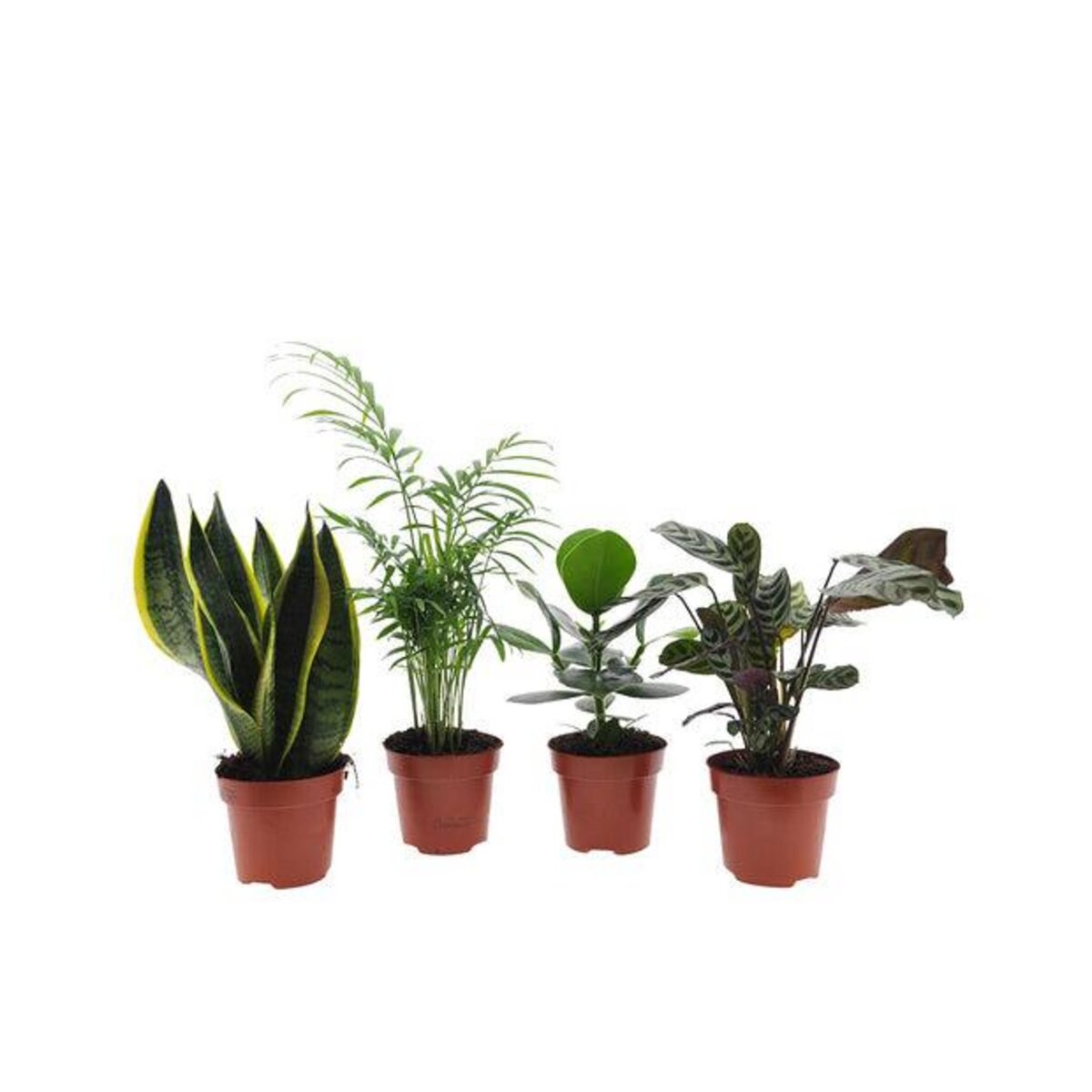  Collection de plantes d'intérieur faciles - Les 4 pots / Ø 12cm / Hauteur livrée 25-50cm - Willemse