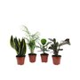  Collection de plantes d'intérieur faciles - Les 4 pots / Ø 12cm / Hauteur livrée 25-50cm - Willemse
