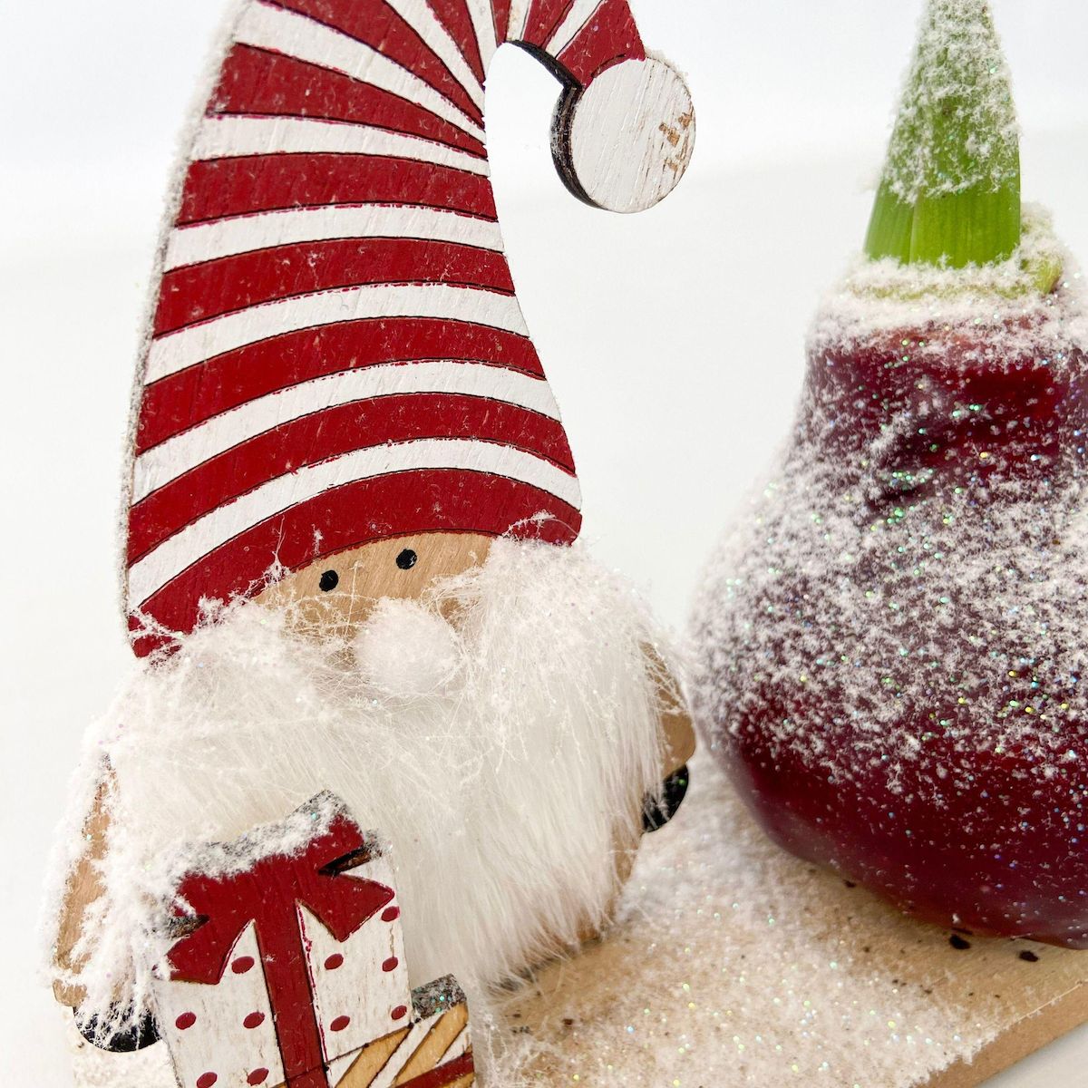 PLANT IN A BOX Amaryllis - Hippeastrum 'Pays des Merveilles Lutin'