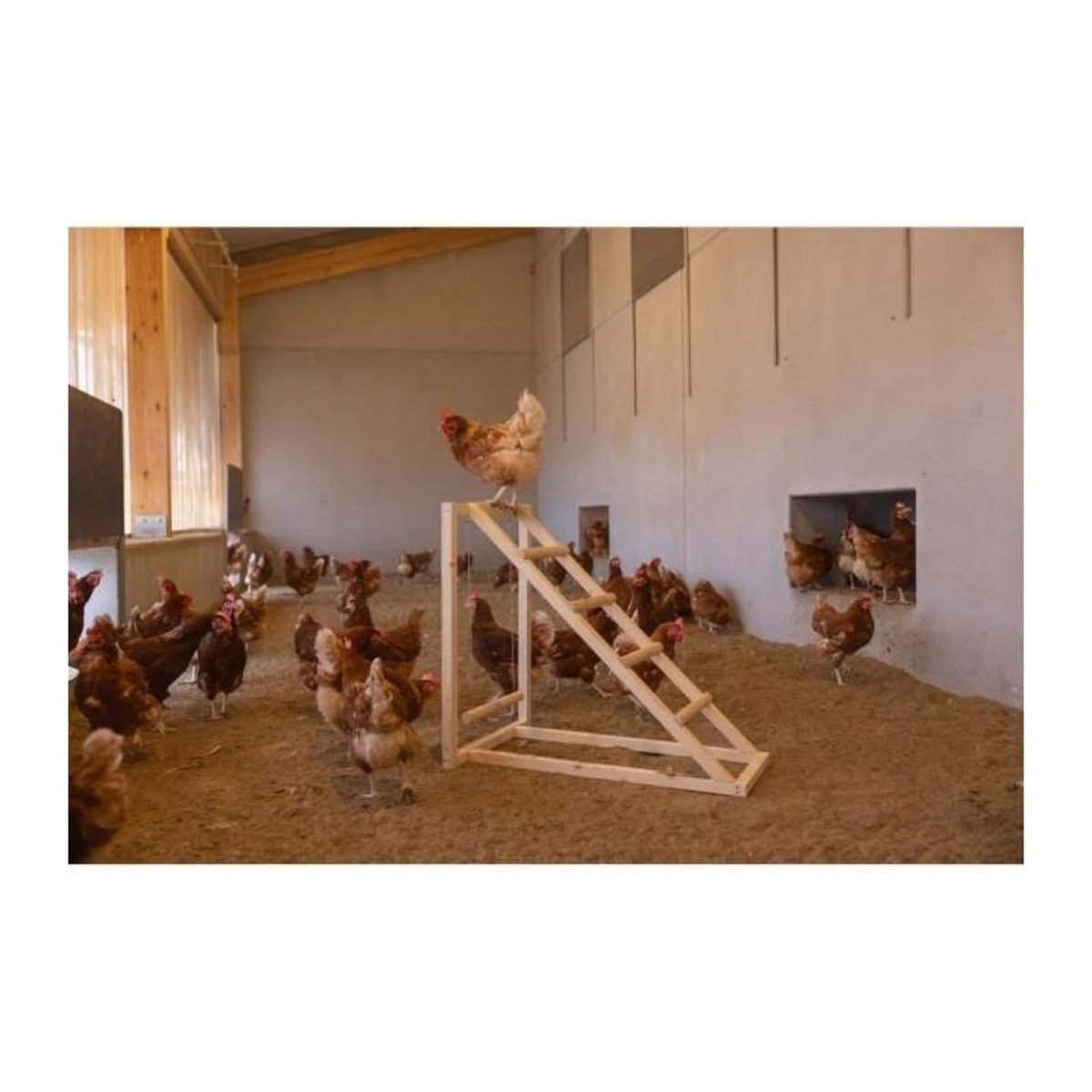 KERBL Tour d'escalade pour poules - KERBL - 85 x 55 x 76 cm - Avec balançoire - Echelle robuste