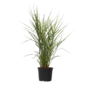Voir la diapositive 1 : PLANT IN A BOX Roseau de Chine - Miscanthus sinensis 'Zebrinus' - Hauteur 20-30cm - ⌀23cm