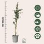 Voir la diapositive 2 : PLANT IN A BOX Gommier - Set de 2 - Eucalyptus cinerea 'Silver Dollar' - H90-110cm - ⌀19cm