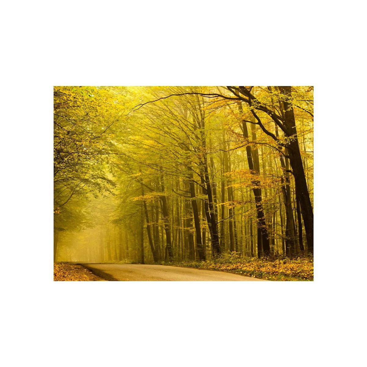 Paris Prix Papier Peint  Route dans la Forêt D'automne