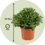 Voir la diapositive 2 : PLANT IN A BOX Arbre de jade - Crassula ovata 'Minor' - Hauteur 30-35cm - ⌀17cm