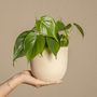Voir la diapositive 5 : PLANT IN A BOX Pépéromie - Set de 4 - Peperomia polybotrya - Hauteur 20-30cm - ⌀12cm